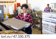 Experienced woman taking out trays with earth and seeds from automatic filling and seeding line for growing containerized seedlings of decorative plants in greenhouse. Стоковое фото, фотограф Яков Филимонов / Фотобанк Лори