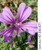 The flower of the mallow (Mallow woodland) is a wild plant from the mallow family. The flower has five petals of a soft purple hue with dark purple veins, which create a sense of depth and texture. In the center are anthers with pollen, some of which has already fallen off. The petals are slightly velvety, and the flower itself looks directly into the lens, which gives the photo a sense of closeness to nature. In the background are soft greenery and blurred earth, which do not distract attention from the main character. Стоковое фото, фотограф Анна Кривицкая / Фотобанк Лори