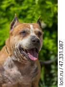 The adult dog looks lively and joyful: the mouth is open, the tongue is sticking out, the eyes are narrowed, creating the impression of a smile. In the background there is lush greenery, the sunlight softly illuminates the muzzle, emphasizing the texture of the fur and the kind, slightly tired, but warm character of this animal.The dog gives the impression of being grateful and affectionate, despite the visible traces of a difficult fate. The photo fills with a feeling of respect for the experience and trepidation from the simple happiness of being near a person. Стоковое фото, фотограф Анна Кривицкая / Фотобанк Лори