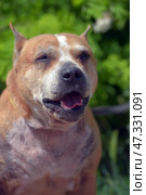 The adult dog looks lively and joyful: the mouth is open, the tongue is sticking out, the eyes are narrowed, creating the impression of a smile. In the background there is lush greenery, the sunlight softly illuminates the muzzle, emphasizing the texture of the fur and the kind, slightly tired, but warm character of this animal.The dog gives the impression of being grateful and affectionate, despite the visible traces of a difficult fate. The photo fills with a feeling of respect for the experience and trepidation from the simple happiness of being near a person. Стоковое фото, фотограф Анна Кривицкая / Фотобанк Лори