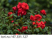 A lush bush of scarlet roses, bathed in sunlight. The flowers are bright, rich, with large petals, partially open. Some buds are just getting ready to bloom. Green glossy leaves create a contrast to the bright red petals, emphasizing the expressiveness of the flowering bush. The scene is full of vitality and summer warmth, conveying the mood of a blooming garden in full bloom. Стоковое фото, фотограф Анна Кривицкая / Фотобанк Лори