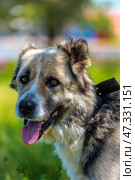 A large dog with a kind and attentive expression on its face. Its fur is of medium length, thick, and tricolor: gray and white with black spots. The dog has erect ears with soft tips, expressive dark eyes, and a slightly protruding tongue - it has probably just been walking or playing. The dog is standing against a background of green grass and trees, illuminated by bright sunlight. The atmosphere of the frame is warm, summery, filled with life and nature. The animal looks healthy, cheerful, and friendly. Стоковое фото, фотограф Анна Кривицкая / Фотобанк Лори