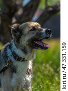 A large dog with a kind and attentive expression on its face. Its fur is of medium length, thick, and tricolor: gray and white with black spots. The dog has erect ears with soft tips, expressive dark eyes, and a slightly protruding tongue - it has probably just been walking or playing. The dog is standing against a background of green grass and trees, illuminated by bright sunlight. The atmosphere of the frame is warm, summery, filled with life and nature. The animal looks healthy, cheerful, and friendly. Стоковое фото, фотограф Анна Кривицкая / Фотобанк Лори
