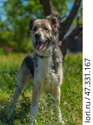 A large dog with a kind and attentive expression on its face. Its fur is of medium length, thick, and tricolor: gray and white with black spots. The dog has erect ears with soft tips, expressive dark eyes, and a slightly protruding tongue - it has probably just been walking or playing. The dog is standing against a background of green grass and trees, illuminated by bright sunlight. The atmosphere of the frame is warm, summery, filled with life and nature. The animal looks healthy, cheerful, and friendly. Стоковое фото, фотограф Анна Кривицкая / Фотобанк Лори