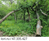 A section of the Crimean forest with fallen and leaning trees, creating the impression of a living, breathing space. A powerful tree trunk lying on the ground in the foreground testifies to the power of nature and its cyclicality. The entire scene is buried in greenery, through which islands of blooming yellow celandine and lilac-violet forest flowers break through. Thin rays of light break through the dense foliage, giving the image mystery and softness. This forest part seems to invite exploration - silence, green density, wild primordiality of Crimea. Стоковое фото, фотограф Анна Кривицкая / Фотобанк Лори