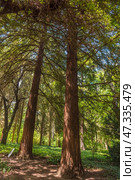 Majestic trees with thick, straight trunks and spreading branches that create partial shade. Light breaks through the dense crown, casting dappled shadows on the ground covered with vegetation. A sign is visible in the frame, indicating that this is part of the Nikitsky Botanical Garden collection. These trees resemble Sequoia sempervirens, a rare and valuable woody plant represented in the garden's collection.This corner of the botanical garden is especially impressive with its atmosphere of silence, coolness and natural grandeur. Стоковое фото, фотограф Анна Кривицкая / Фотобанк Лори