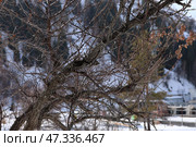 Ветка на фоне заснеженных гор Алматы. Медеу. Стоковое фото, фотограф Евгений Митрофанов / Фотобанк Лори