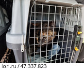 The tortoiseshell cat is in a carrier with a metal grate. Her gaze is wary, scared and tense, as is often the case with animals in an unfamiliar situation - perhaps a trip to a veterinary clinic or transportation to a new place. There is a bedding inside the carrier. The container is durable, plastic, designed for the safe transportation of animals. The light falls softly on the cat's face, emphasizing her beautiful, but tired features. The frame is filled with sympathy and care. Стоковое фото, фотограф Анна Кривицкая / Фотобанк Лори