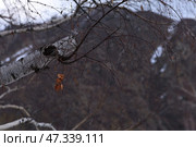 Береза на фоне гор. Алмата. Стоковое фото, фотограф Евгений Митрофанов / Фотобанк Лори