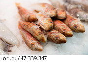 Crumbled ice, pile carcasses of red mullet lie on ice surface, close up. Стоковое фото, фотограф Яков Филимонов / Фотобанк Лори