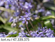 Blossom Cilician squill (lat.- Scilla cilicica) Стоковое фото, фотограф Irina Opachevsky / Фотобанк Лори