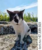 A black and white stray cat sitting on a sunny rock. His eyes are half-closed, as if he is squinting from the bright light or simply enjoying a moment of peace. His ears are slightly pulled back, and his posture is calm and stable. The cat looks tired, but peaceful - like a wise wanderer who has found his place in this vast world. Behind him are fresh greenery and a cloudless sky, creating a feeling of freedom, open space and solitude. This cat is like a symbol of silence and strength that is born from accepting your destiny. Стоковое фото, фотограф Анна Кривицкая / Фотобанк Лори