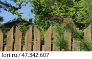 A squirrel runs along a fence. Summer day in the village. A red squirrel runs along a yellow wooden fence. The animal jumps from picket to picket and disappears into the bushes. Стоковое видео, видеограф Andrew_Swarga / Фотобанк Лори