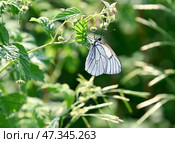 Боярышница (лат. Aporia crataegi) — бабочка из семейства белянок (Pieridae). Гусеницы являются вредителями плодовых культур. Окраска крыльев белая, с выраженными чёрными жилками. Стоковое фото, фотограф Александр Тараканов / Фотобанк Лори