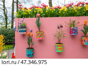 Lisse, Netherlands - April 17, 2019: Flowers tulips, daffodils, muscari, hyacinths in flower pots on the wall in a Keukenhof park. Редакционное фото, фотограф Irina Kuchugurina/Gaudy / Фотобанк Лори