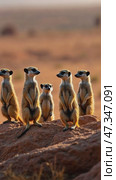Group of five meerkats standing on a rocky hillside. Стоковое AI-видео, аниматор Sergey Grishin / Фотобанк Лори