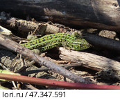 Прыткая ящерица (лат. Lacerta agilis). Sand lizard, mating season colouring. Стоковое фото, фотограф Photolart / Фотобанк Лори