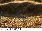 Фифи (Tringa glareola). Дикая птица в весенней тундре. Конец мая в Арктике. Красивое золотистое освещение на рассвете. Фифи в естественной среде обитания. Природа северных регионов Сибири и Дальнего Востока России. Животный мир Чукотки. Стоковое фото, фотограф Андрей Степанов / Фотобанк Лори