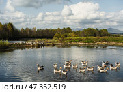 Гуси. Стоковое фото, фотограф Артур Ибрагимов / Фотобанк Лори