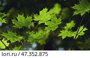 Bright maple leaves in dark forest. Стоковое видео, видеограф Михаил Коханчиков / Фотобанк Лори