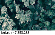 Geranium cantabrigiense karmina top view of leaf background. flowering plants, a group of ornamental cranesbill leaves in the garden. Стоковое фото, фотограф Оксана Медведева / Фотобанк Лори