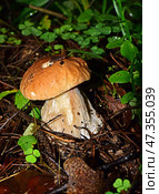 Cep mushroom at the forest. Стоковое фото, фотограф Photolart / Фотобанк Лори
