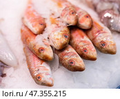 Crumbled ice, pile carcasses of red mullet lie on ice surface, close up. Стоковое фото, фотограф Яков Филимонов / Фотобанк Лори