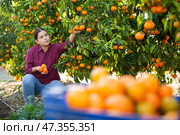 Female hired employee harvesting tangerines in garden. Стоковое фото, фотограф Яков Филимонов / Фотобанк Лори