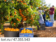 Three farmers pluck tangerines from trees and put the harvest in buckets and crates. Стоковое фото, фотограф Яков Филимонов / Фотобанк Лори