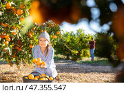 Female hired employee harvesting tangerines in garden. Стоковое фото, фотограф Яков Филимонов / Фотобанк Лори