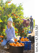 Three farmers pluck tangerines from trees and put the harvest in buckets and crates. Стоковое фото, фотограф Яков Филимонов / Фотобанк Лори