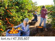 Positive female farmer picking carefully mandarins on plantation. Стоковое фото, фотограф Яков Филимонов / Фотобанк Лори