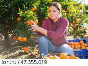 Female hired employee harvesting tangerines in garden. Стоковое фото, фотограф Яков Филимонов / Фотобанк Лори