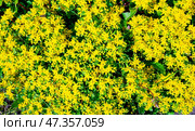 Small yellow flowers - Sedum. Ornamental and medicinal plant. Latin name - Sedum acre Aureum. Стоковое фото, фотограф Дмитрий Кобзев / Фотобанк Лори