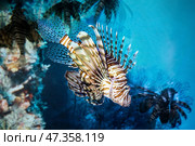 Индийская крылатка (Pterois miles), ядовитая хищная морская рыба, в океанариуме. Стоковое фото, фотограф Анна Ефимова / Фотобанк Лори