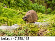 Капский даман (Procavia capensis) ест траву (2014 год). Стоковое фото, фотограф Анна Ефимова / Фотобанк Лори