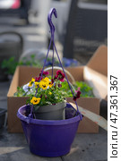 Colorful flower seedlings and garden tools prepared for spring planting outdoors. Стоковое фото, фотограф Гайфуллина Дина / Фотобанк Лори