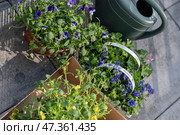 Colorful flower seedlings and garden tools prepared for spring planting outdoors. Стоковое фото, фотограф Гайфуллина Дина / Фотобанк Лори