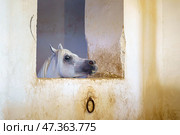 Doha, Qatar- Jan 14 2024, a close up view of the funny horses head sticking out of the stalls, in the Qatari Royal Emir's Stables, in Souq Waqif area, at daytime, Doha, Qatar. Редакционное фото, фотограф Сергей Богомяко / Фотобанк Лори