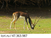 Sir Bani Yas Island, United Arab Emirates - Jan 18 2024, Close-up view of antelopes grazing in a field, savannah, in a safari park, Sir Bani Yas Island, UAE. Стоковое фото, фотограф Сергей Богомяко / Фотобанк Лори