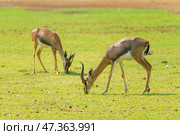 Sir Bani Yas Island, United Arab Emirates - Jan 18 2024, Close-up view of antelopes grazing in a field, savannah, in a safari park, Sir Bani Yas Island, UAE. Стоковое фото, фотограф Сергей Богомяко / Фотобанк Лори