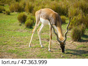 Sir Bani Yas Island, United Arab Emirates - Jan 18 2024, Close-up view of antelopes grazing in a field, savannah, in a safari park, Sir Bani Yas Island, UAE. Стоковое фото, фотограф Сергей Богомяко / Фотобанк Лори
