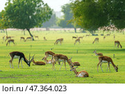 Sir Bani Yas Island, United Arab Emirates - Jan 18 2024, panoramic view of a wide field with trees, where gazelles and antelopes graze and rest, in safari park Sir Bani Yas Island, UAE. Стоковое фото, фотограф Сергей Богомяко / Фотобанк Лори