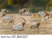 Sir Bani Yas Island, United Arab Emirates - Jan 18 2024, close-up view of a herd of saber-horned antelopes, or Saharan oryx, resting in field at daytime, in a safari parkSir Bani Yas Island, UAE. Стоковое фото, фотограф Сергей Богомяко / Фотобанк Лори