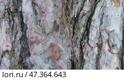 The camera slowly slides along the trunk of a pine tree. Close-up of the bark. Стоковое видео, видеограф Виктор Тихонов / Фотобанк Лори