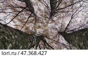 Four birches in autumn. Late autumn trees stand with half-flown yellow foliage. Nearby grow four tall trees with white trunks and black branches. Above them is the sky with gray-white clouds. Стоковое видео, видеограф Andrew_Swarga / Фотобанк Лори