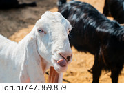General view of a goat with the placenta still hanging, cleaning its newborn calf in the sahara desert, Merzouga. Стоковое фото, фотограф Feruza Tashmetova / Фотобанк Лори