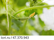 The ovary of a small cucumber grows in a greenhouse. Стоковое фото, фотограф Виктория Тельминова / Фотобанк Лори