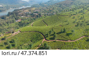 Aerial view tea plantations of India. Kerala State. Near the lake Matupetty. Стоковое фото, фотограф Mikhail Davidovich / Фотобанк Лори