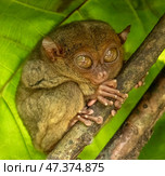 Tarsier monkey on tree in Philippines. Стоковое фото, фотограф Михаил Коханчиков / Фотобанк Лори